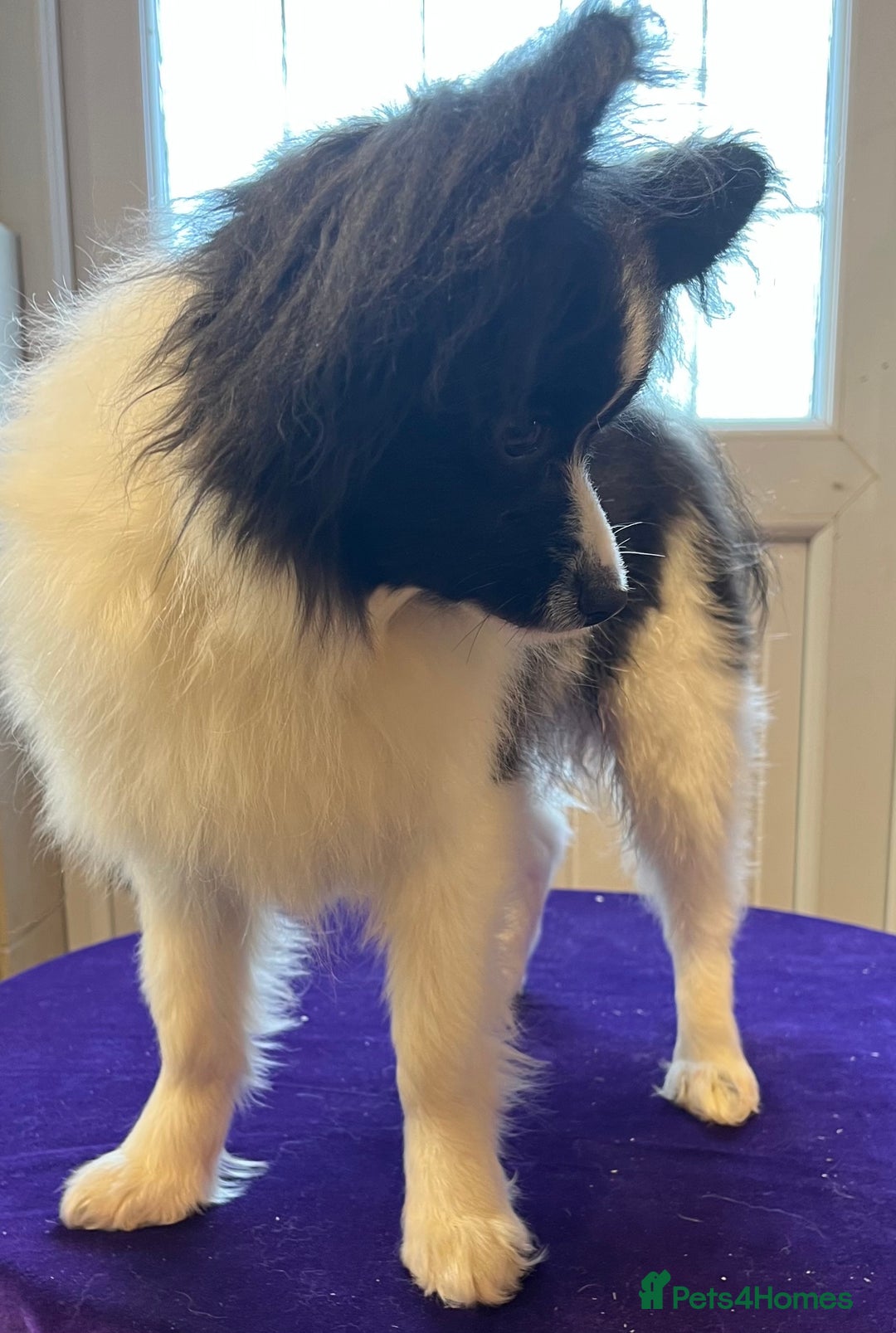 Papillon dogs for sale: Big and Beautiful  - Image 2