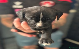 Mixed Breed dogs for sale: American bulldog (not bully) x cocker spaniel  - Image 19