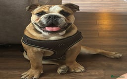 English Bulldog dogs for sale: English bulldog - Image 3