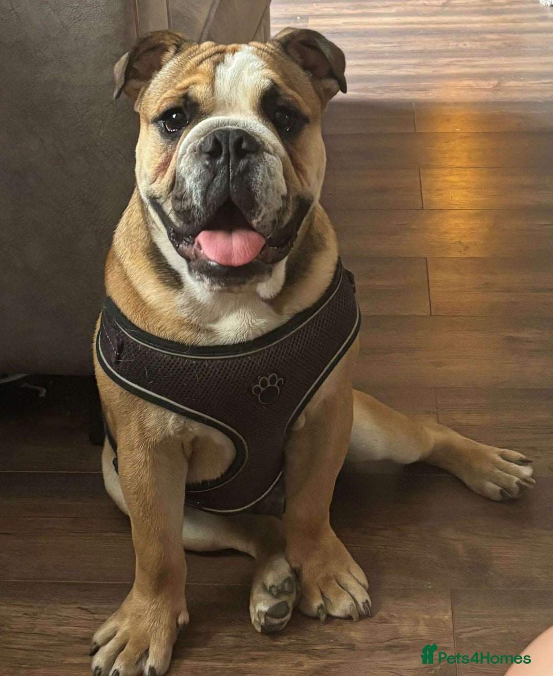 English Bulldog dogs for sale: English bulldog - Image 3