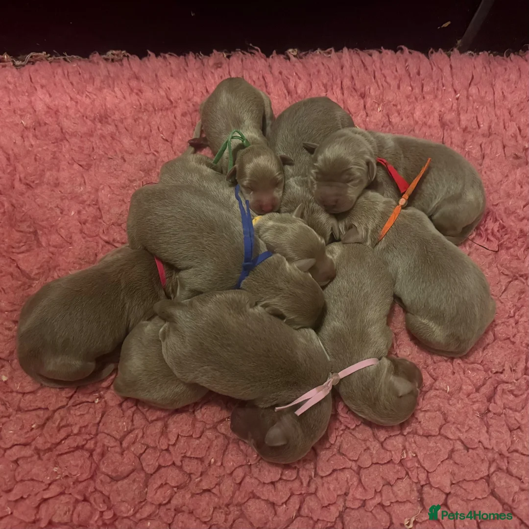 Labrador Retriever dogs for sale: 🩶 Quality RKC Reg Silver Labradors 🩶 - Advert 11