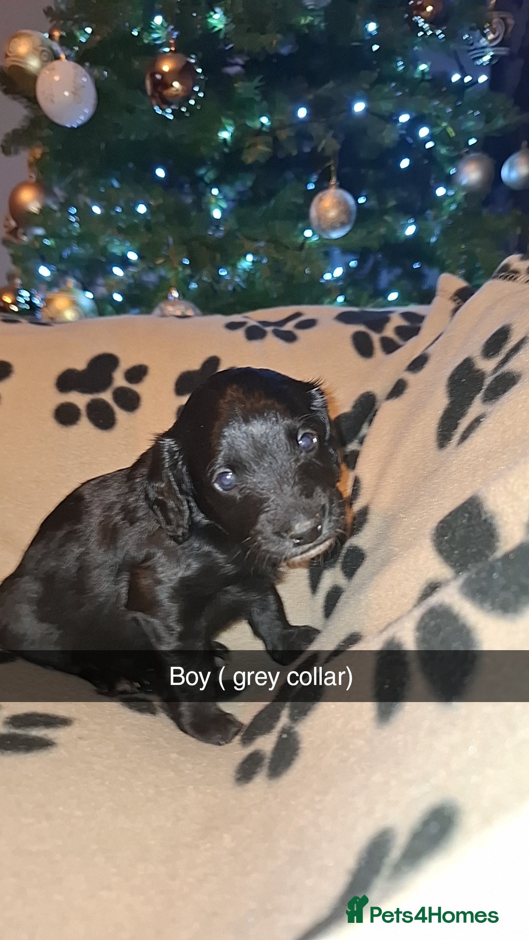 Cockapoo dogs for sale: F2 cockapoo puppies   - Advert 3