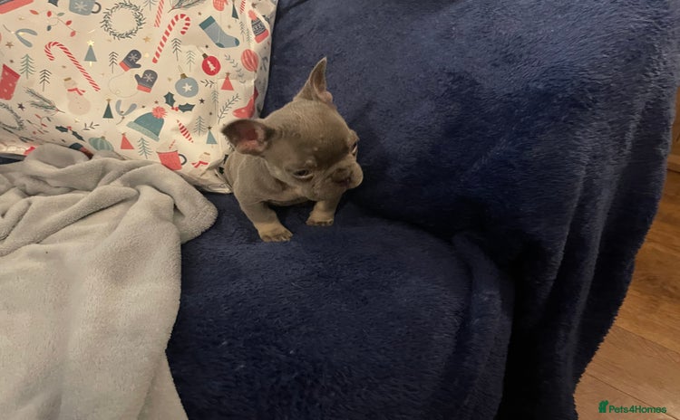 French Bulldog dogs - Advert 1