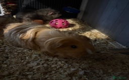 Guinea Pig rodents for sale: Two girls ‘ ivy and iris  - Image 5