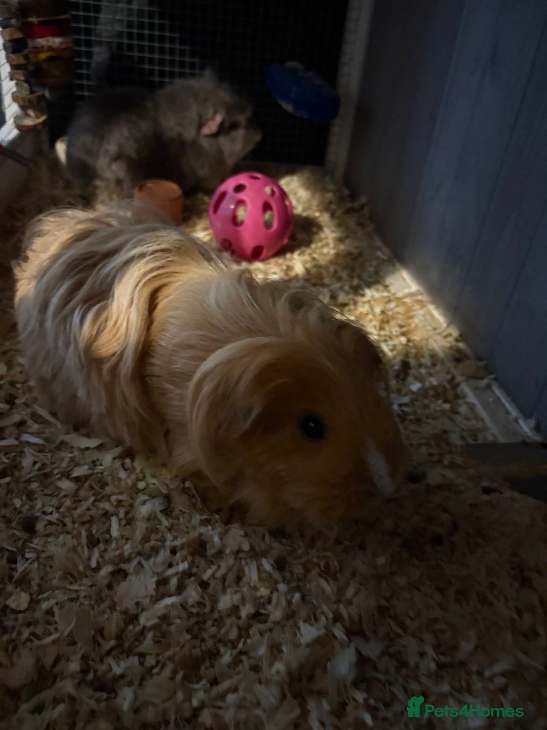 Guinea Pig rodents for sale: Two girls ‘ ivy and iris  - Image 5