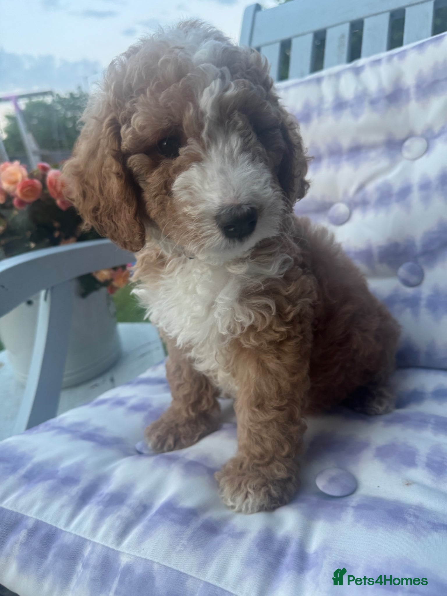 Australian Labradoodle dogs Australian Labradoodle Puppies - Advert 1