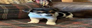 Jack Russell 2