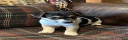 Jack Russell dogs for sale: 2 Jack Russel puppies wanting loving homes. - Advert 8