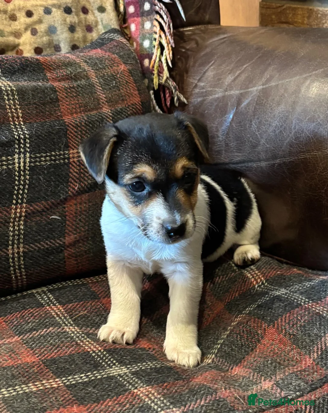 Jack Russell dogs for sale: 2 Jack Russel puppies wanting loving homes. - Advert 8