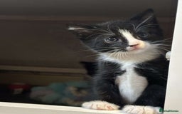 Domestic Shorthair cats for sale: 2 Girl and 1 Boy Available  - Image 8