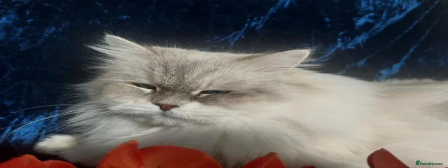 Sofia