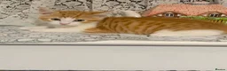 Mixed Breed cats for sale: Ginger Cat - Advert 4