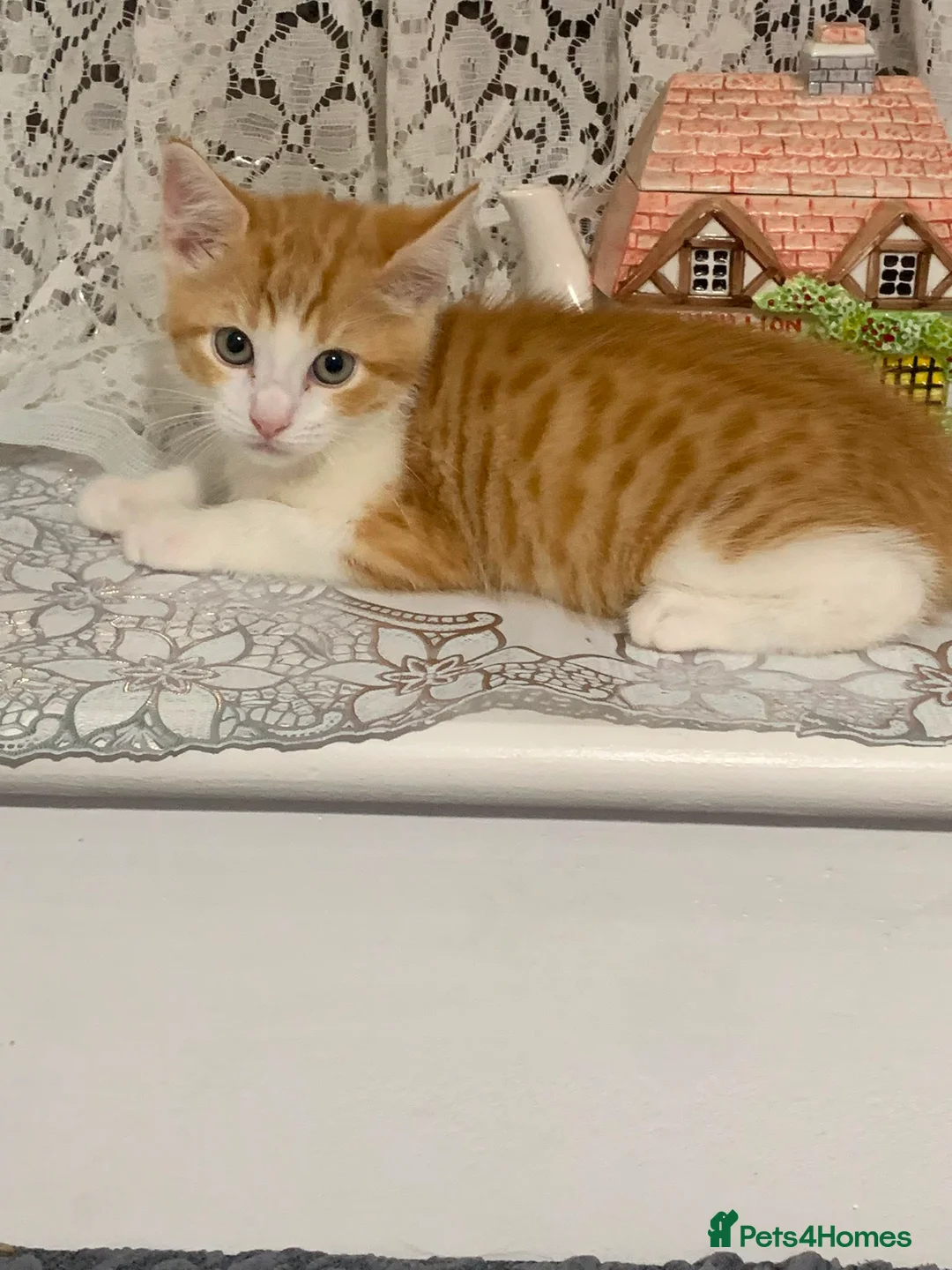 Mixed Breed cats for sale: Ginger Cat - Advert 4