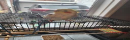 Cockatiels birds for sale: Male Cockatiel - Advert 3