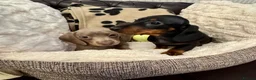 Miniature Dachshund dogs for sale: Miniature Dachshunds  - Advert 4
