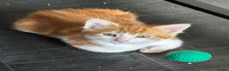 Mixed Breed cats for sale: Adorable kittens - Advert 9