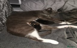 British Shorthair cats for sale: Kittens  - Image 5
