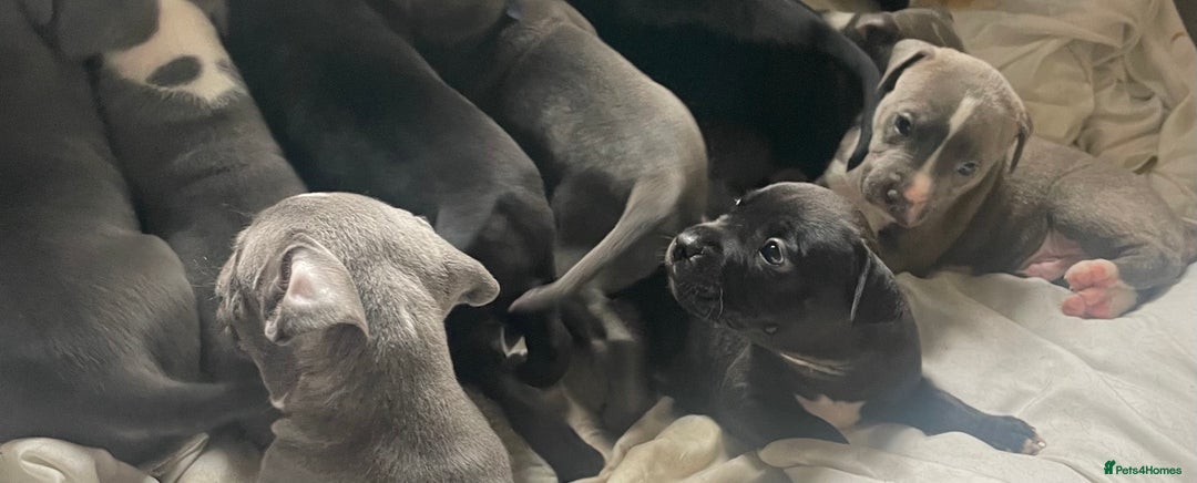 Staffordshire Bull Terrier dogs for sale: Original "Old-Blood" Black/Blue Staff pups *RARE* - Image 9