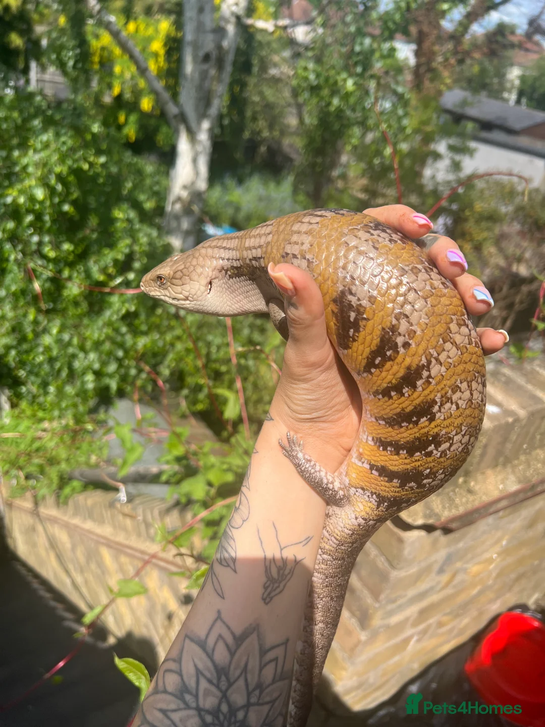 Skink reptiles for sale: Female Northern Blue Tongue Skink - Advert 2