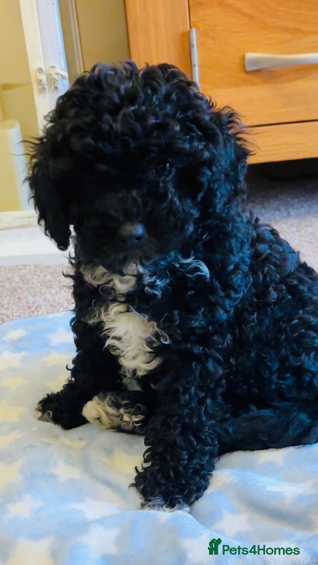 Cavapoo dogs for sale:  Cavapoo puppies  - Advert 4