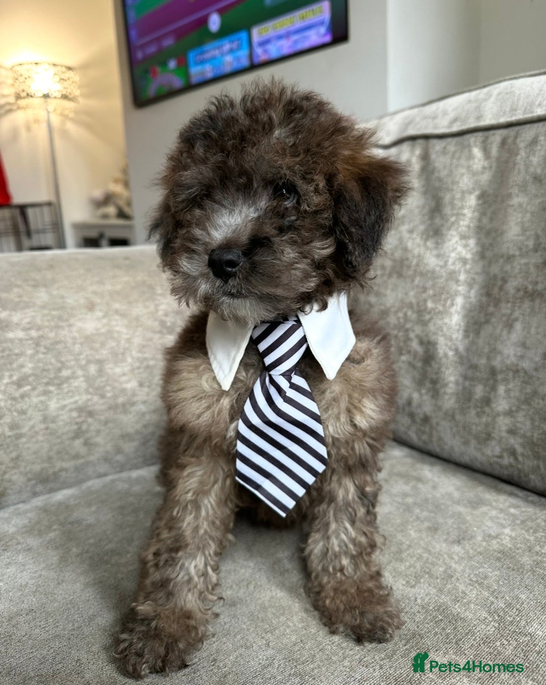 Cockapoo dogs for sale: Outstanding Cockapoos’s  - Advert 9