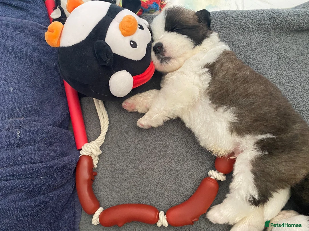 Saint Bernard dogs for sale: (Last 3) Gorgeous Saint Bernard puppies available  - Advert 1