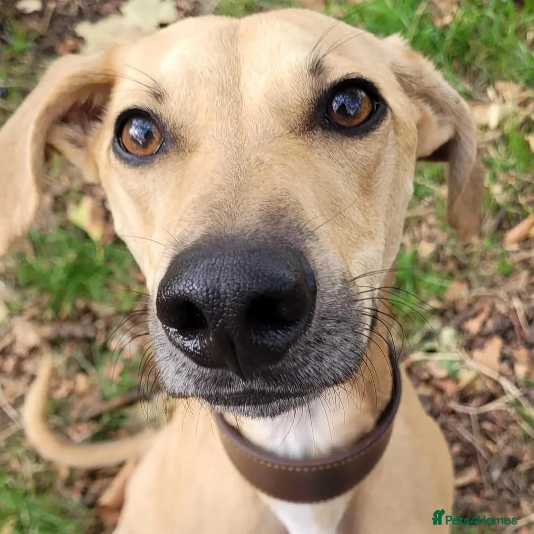 Mixed Breed dogs for adoption: Prince (sighthound mix) in London - Advert 2