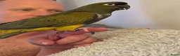 Parrots birds for sale: Patagonian Conure  - Advert 2