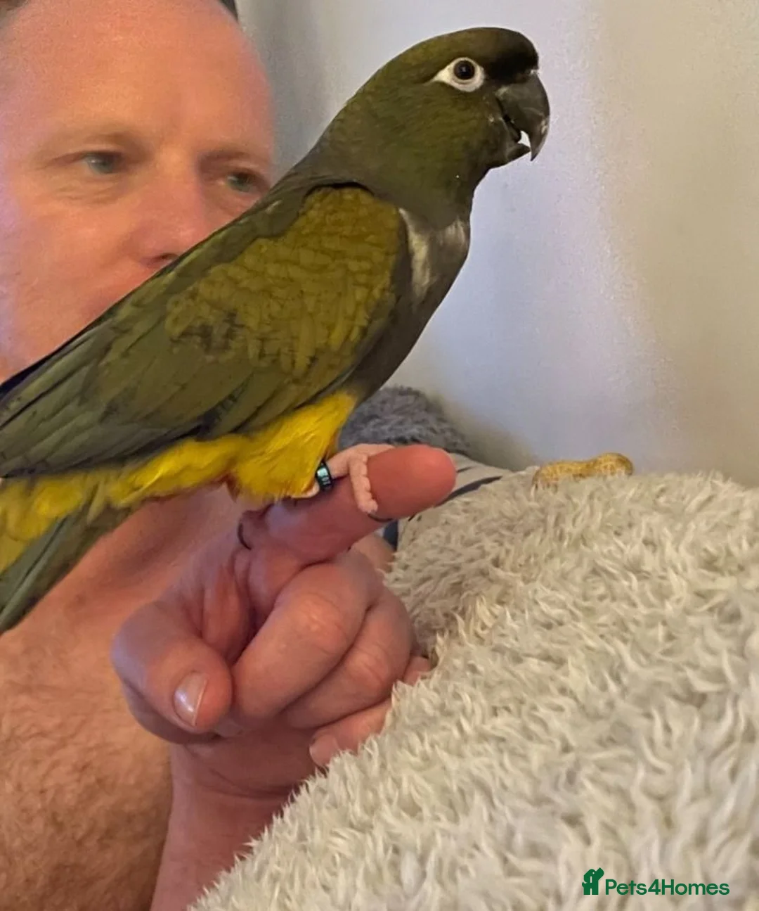 Parrots birds for sale: Patagonian Conure  - Advert 2