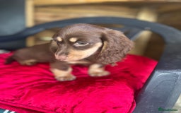 Miniature Dachshund dogs for sale: Miniture long haired daschund pups  - Image 8