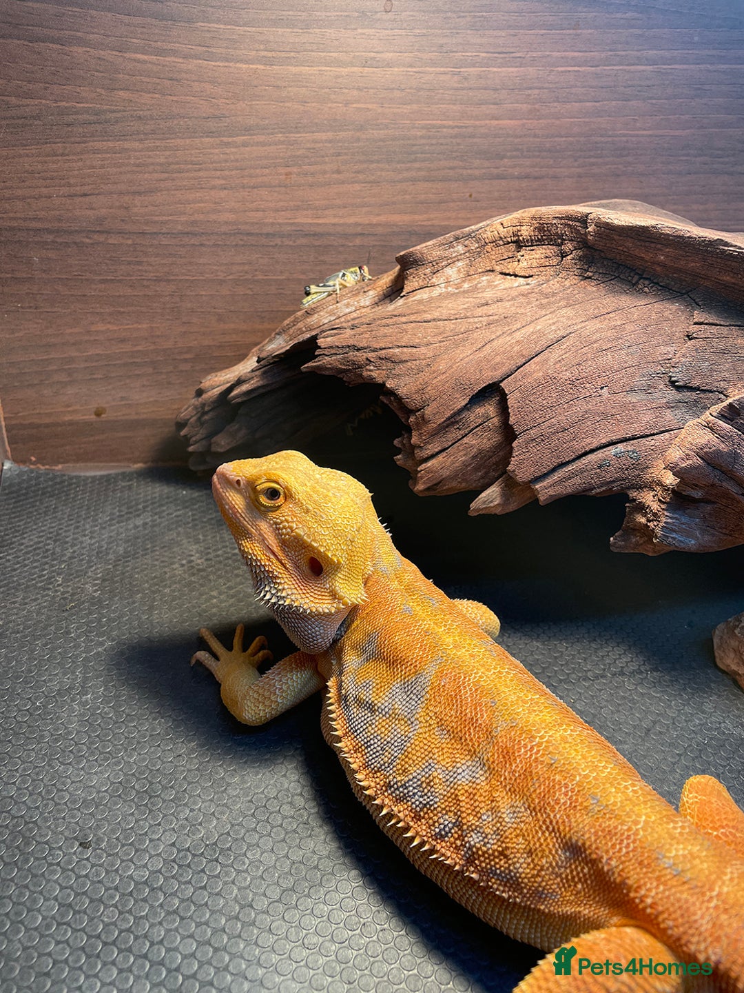 Bearded Dragon reptiles for sale: Bearded Dragon+Set - Advert 2