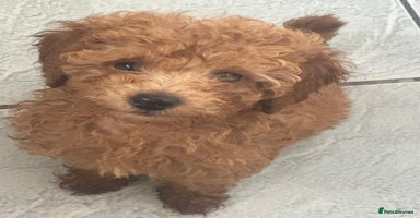 Toy Poodle dogs - Advert 5