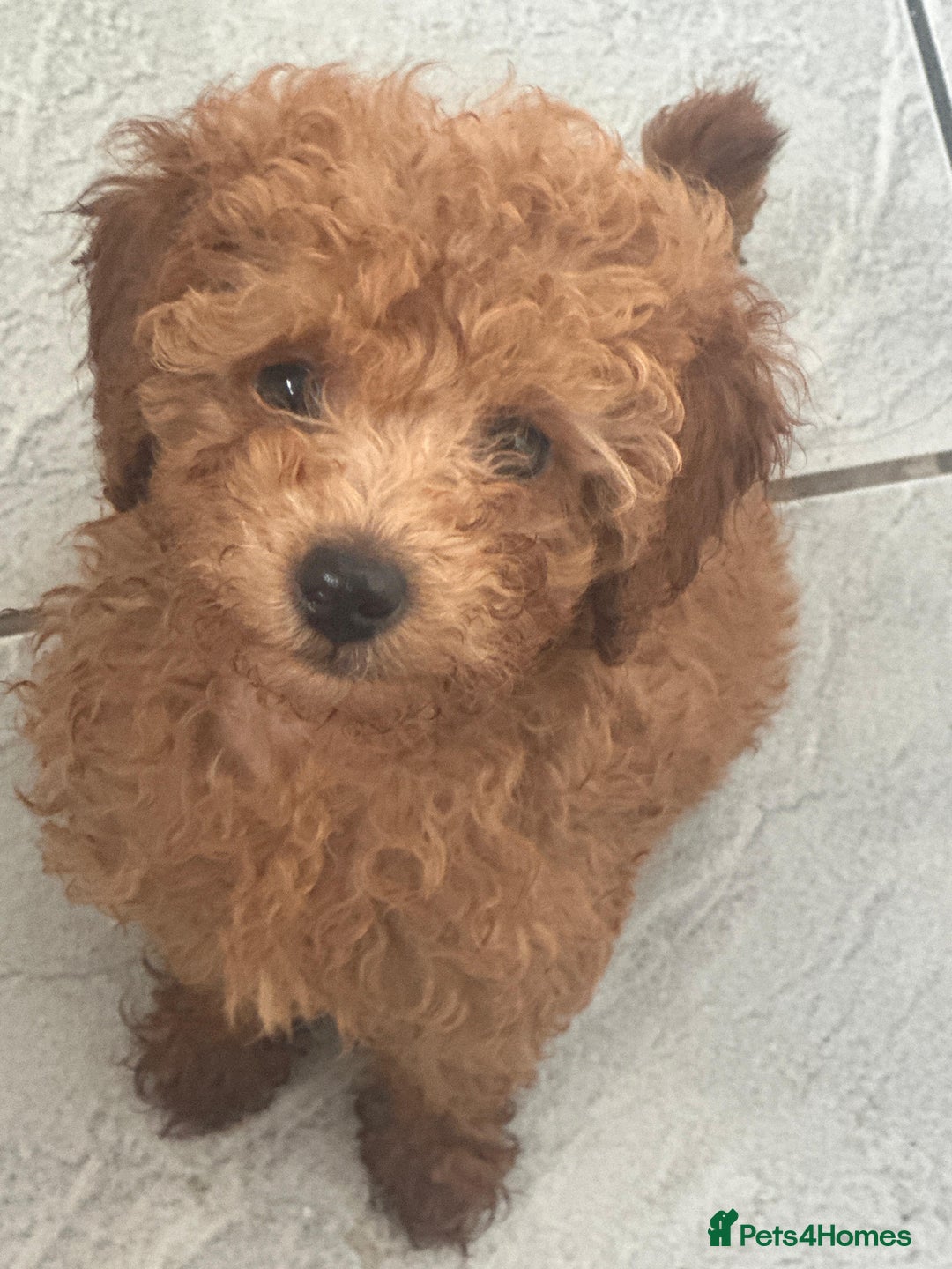Toy Poodle dogs for sale: HIGH QUALITY KC REGISTERED RED TOY POODLE GIRL - Image 2