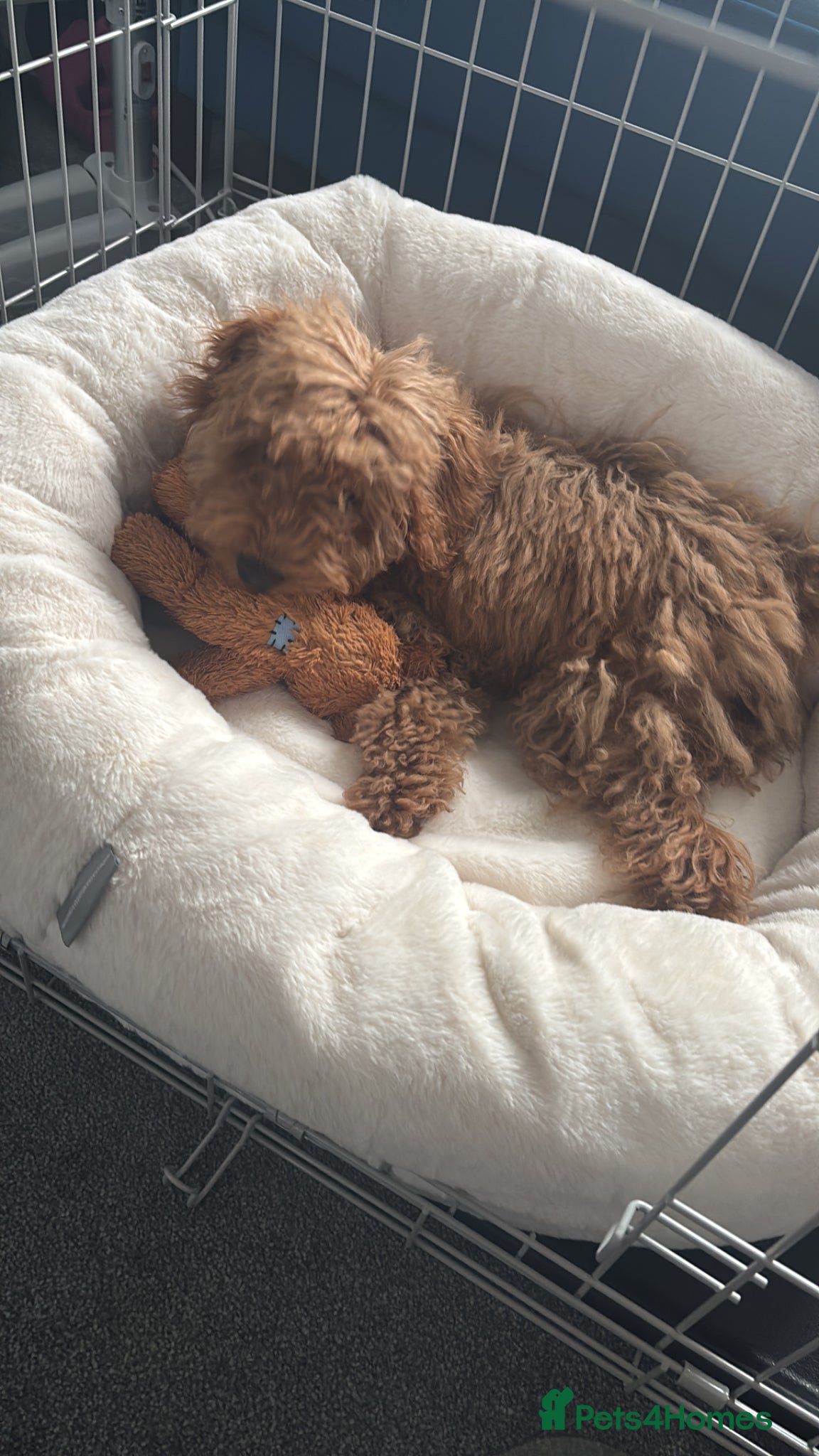 Cockapoo dogs Red Cockapoo puppy to rehome - Advert 10