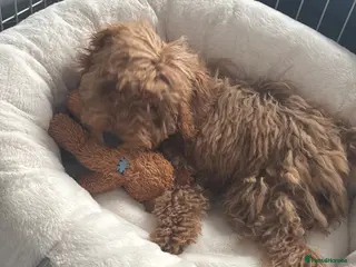 Cockapoo dogs Red Cockapoo puppy to rehome - Advert 10