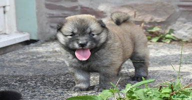 Chow Chow dogs - Advert 3