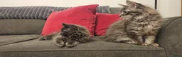 Maine Coon cats for sale: Gorgeous, sociable maine coon kittens  - Advert 13