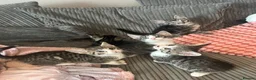 Mixed Breed cats for sale: Kittens ready leave ASAP - Advert 5