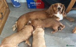 Cocker Spaniel dogs for sale: Working cocker spaniels  - Image 3
