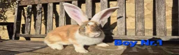 Continental Giant rabbits for sale: VACCINATED Pure Continental Giant  - Advert 4