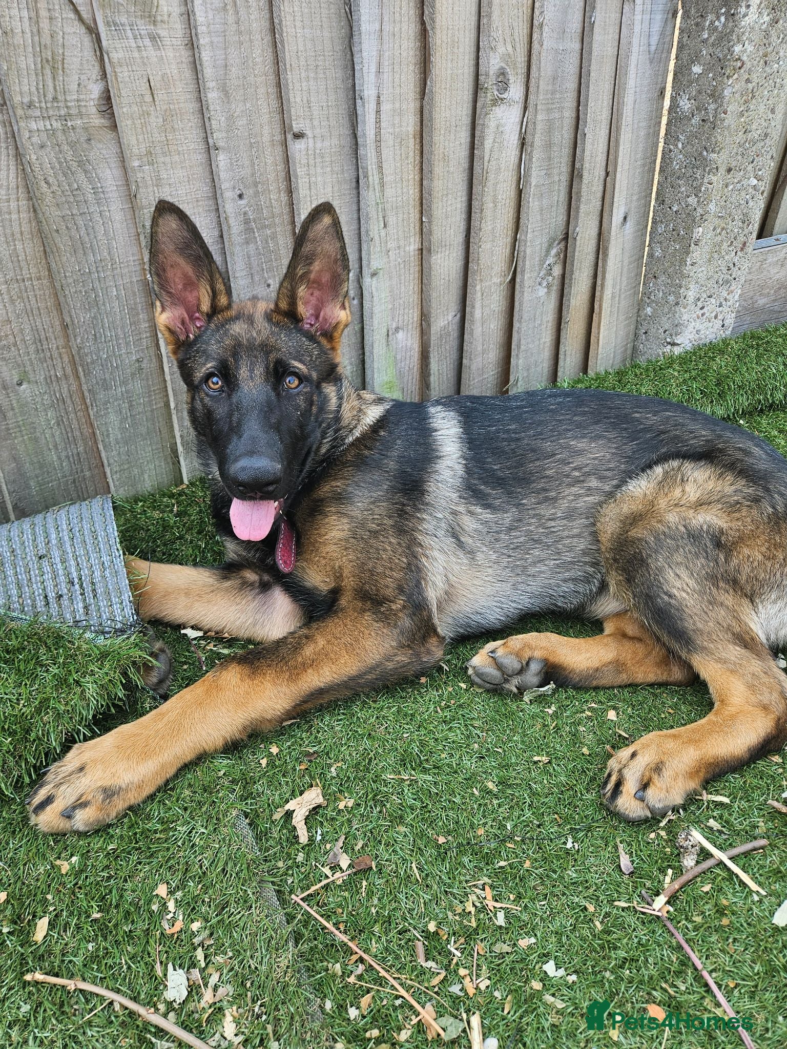 German Shepherd dogs German Shepherd  - Advert 1