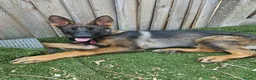 German Shepherd dogs for sale: German Shepherd  - Advert 1