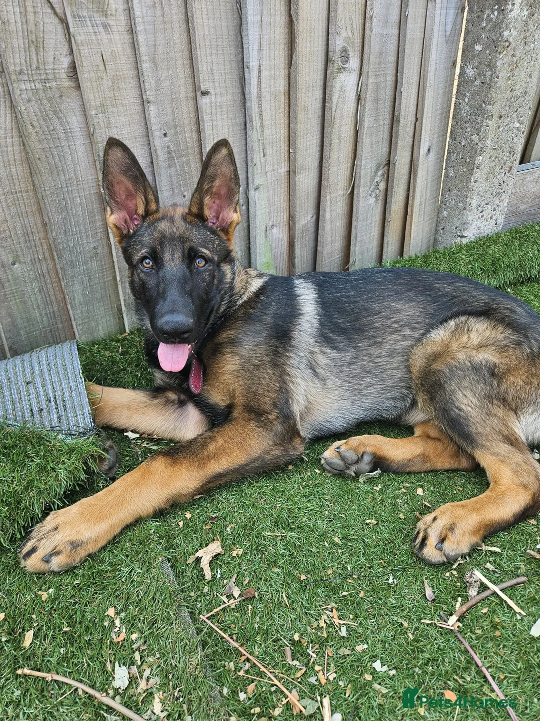 German Shepherd dogs for sale: German Shepherd  - Advert 1