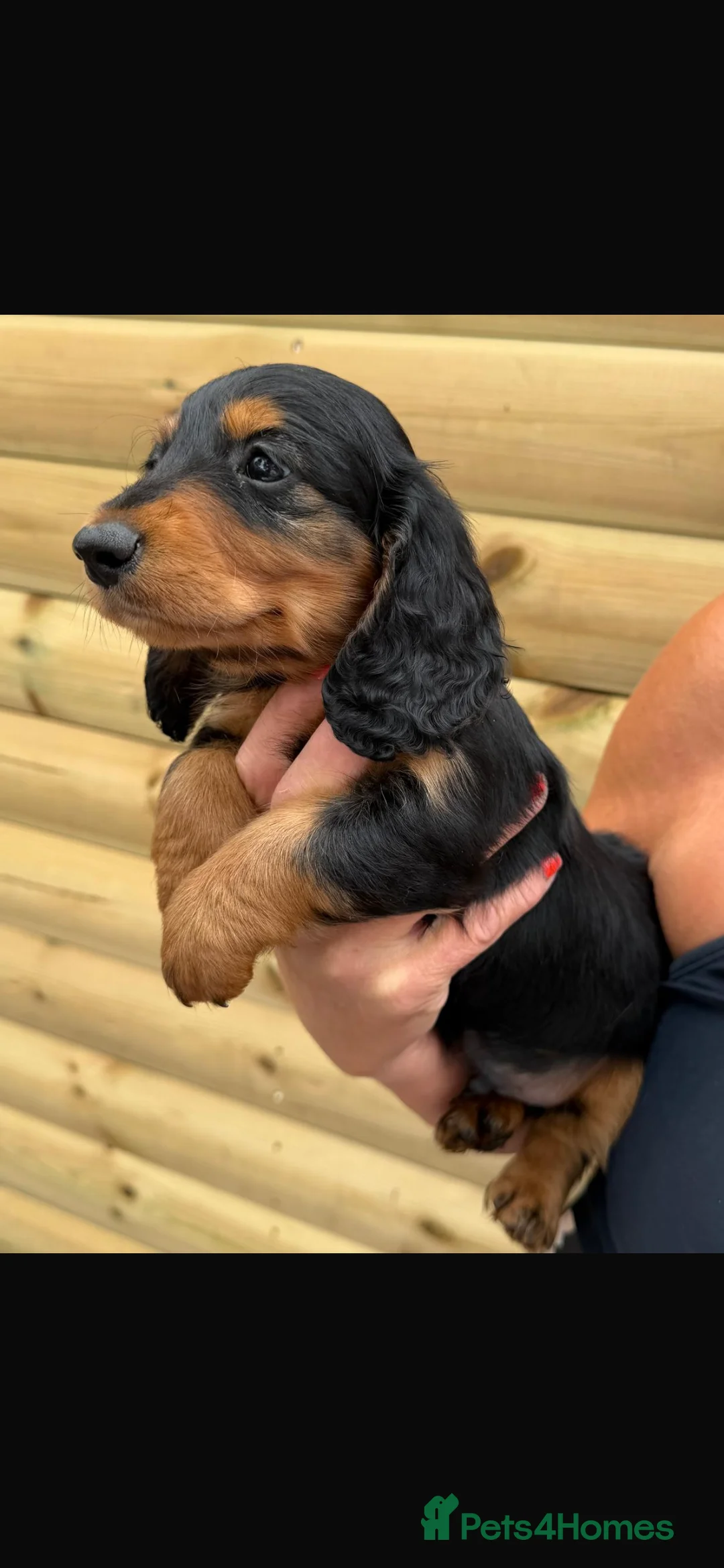 Dachshund dogs for sale: Miniature long haired dachshund puppies  - Advert 14