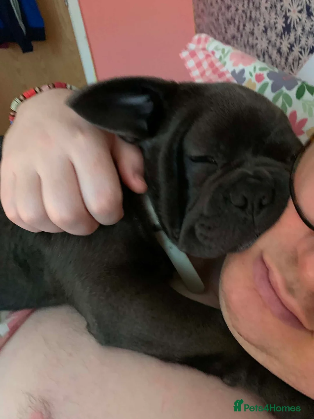 Mixed Breed dogs for sale: Shih Tzu x French Bulldog for sale - Advert 1