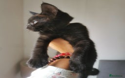 Bombay cats for sale: 6 beautiful Bombay kittens  - Image 13