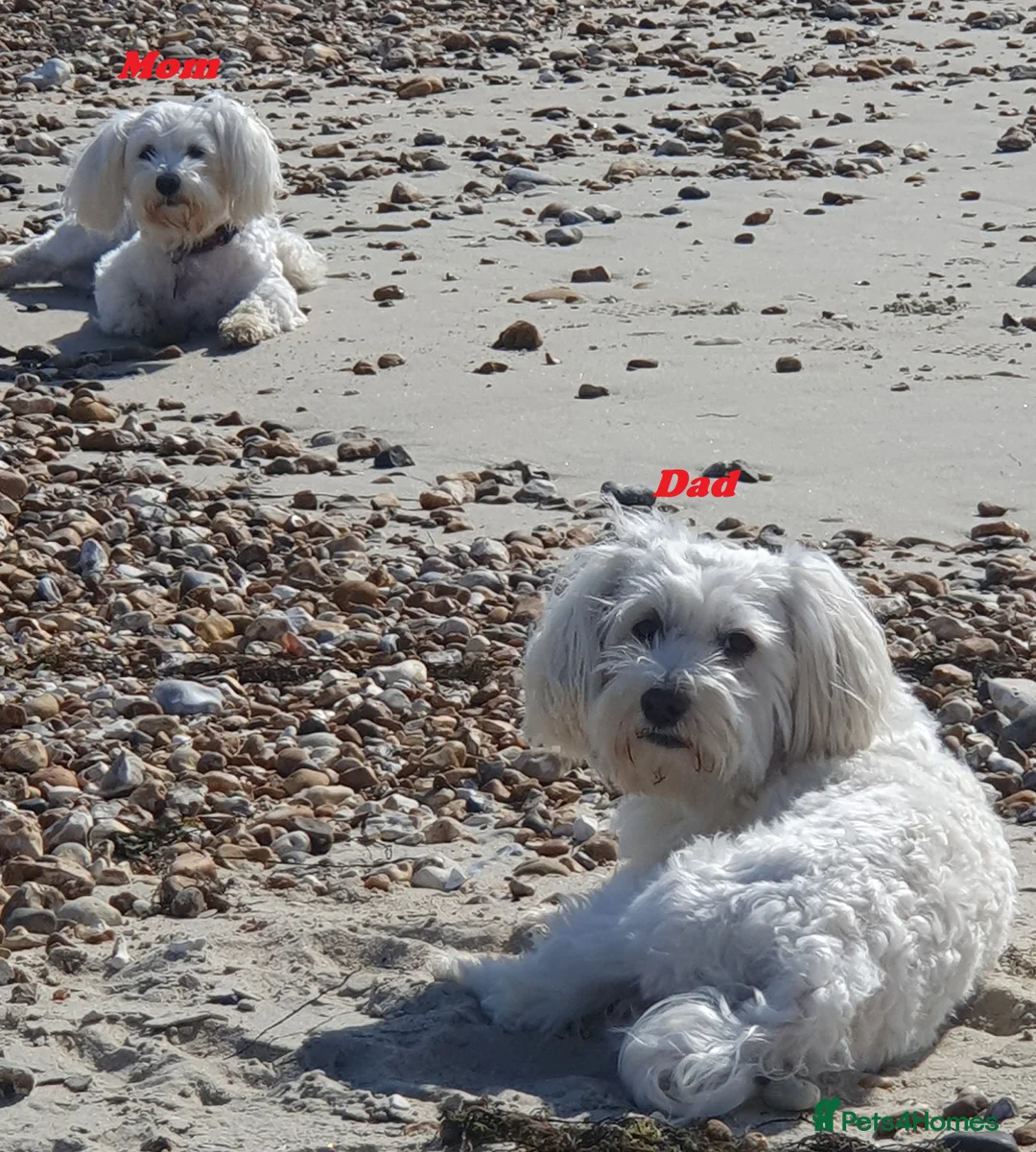 Maltese dogs for sale: 🌟KC Registered Maltese Puppies 4 Girls and 4 Boys - Advert 28