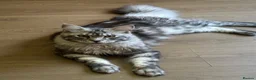 Maine Coon cats for sale: 🧡 Two Male Maine Coon Babies🧡 - Advert 14