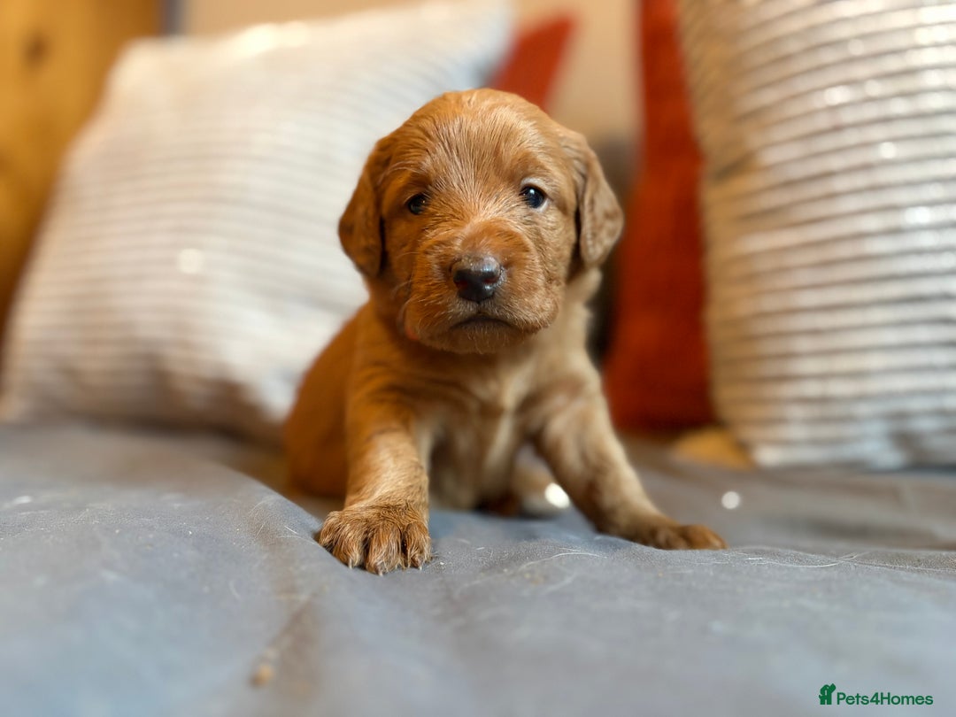 Labradoodle dogs for sale: Fox Red F1 Miniature Labradoodles  - Advert 4