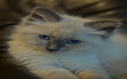 Ragdoll cats for sale: Ragdoll male kitten  - Image 6